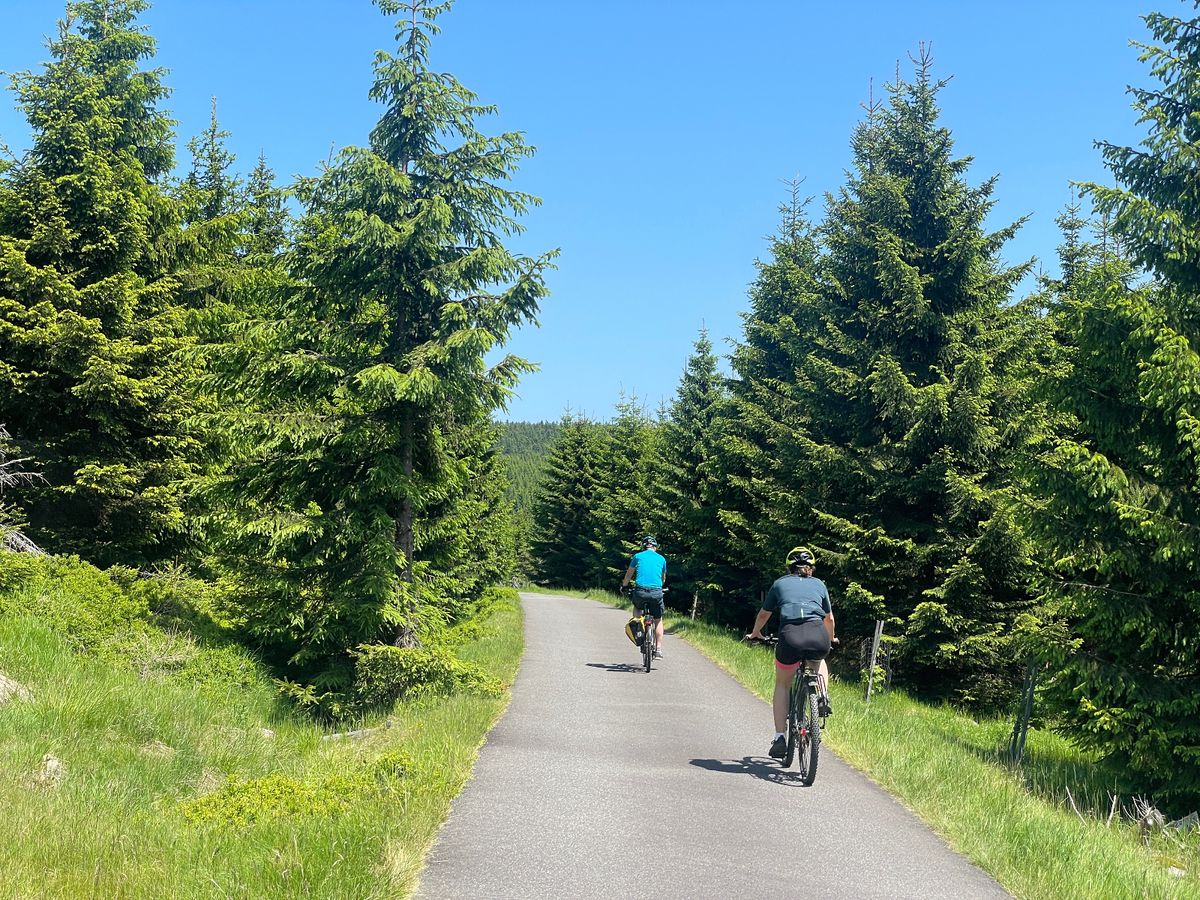 Mountain biker on a trail