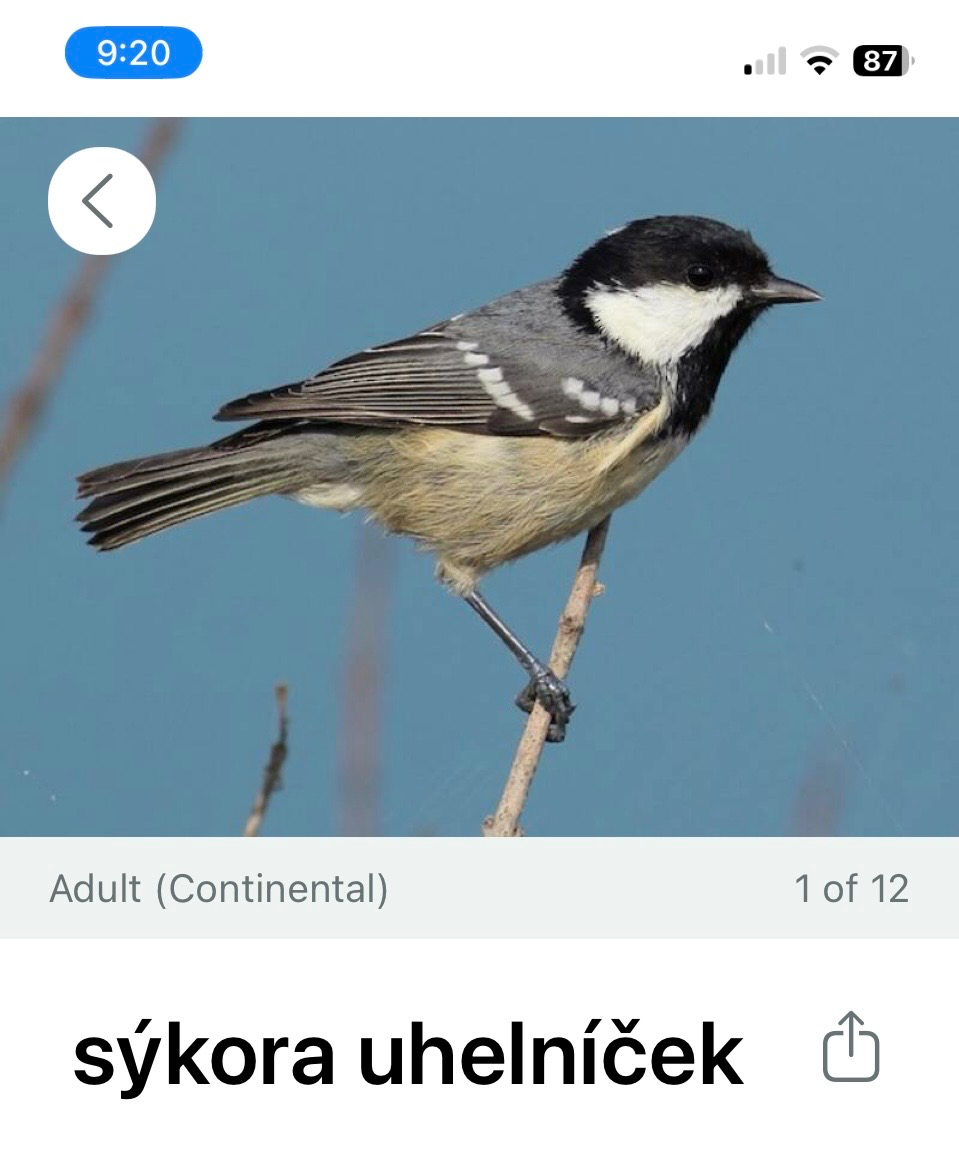 Ptačí koncert v zahradě pod taktovkou bezplatné aplikace Merlin