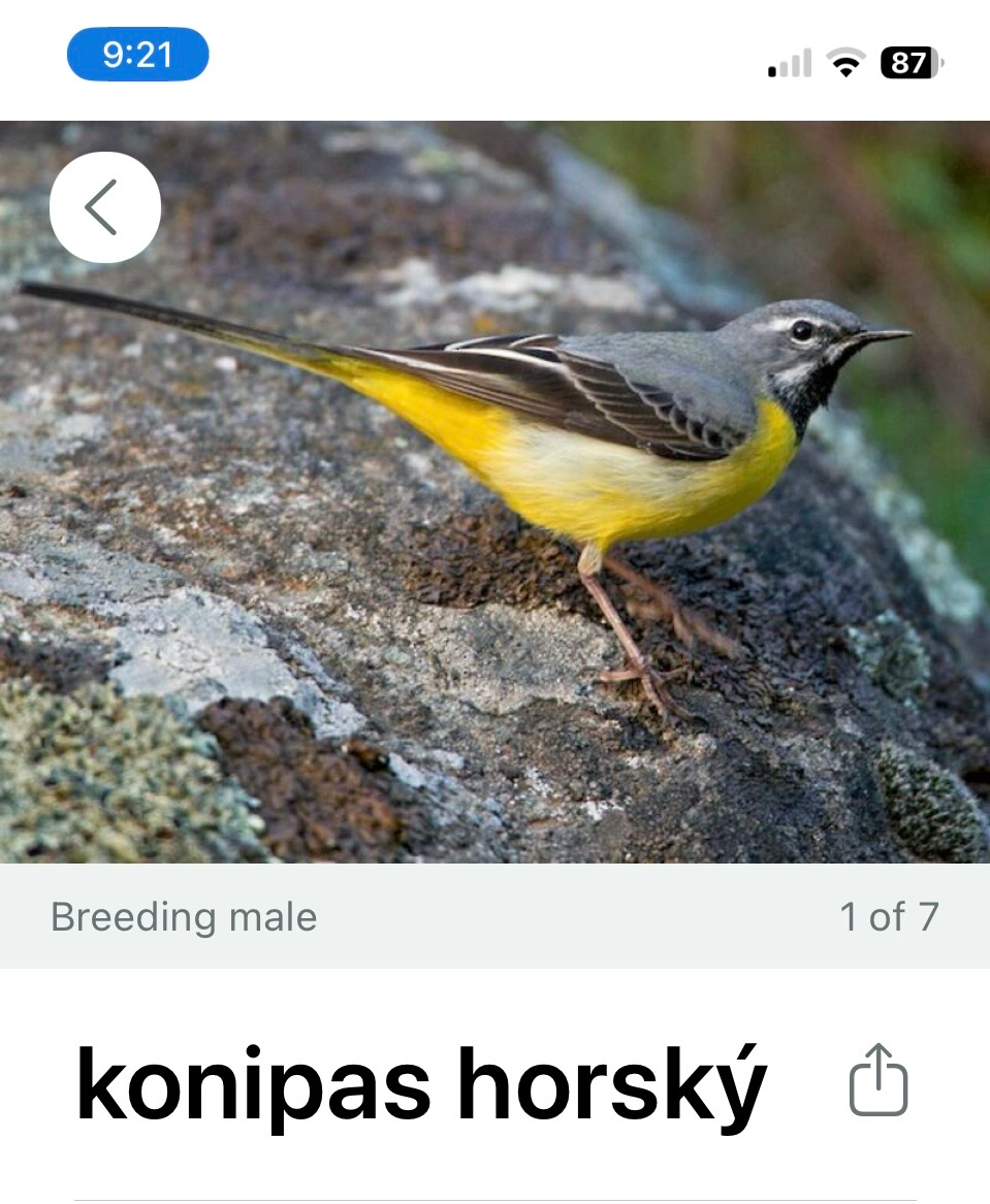 Ptačí koncert v zahradě pod taktovkou bezplatné aplikace Merlin