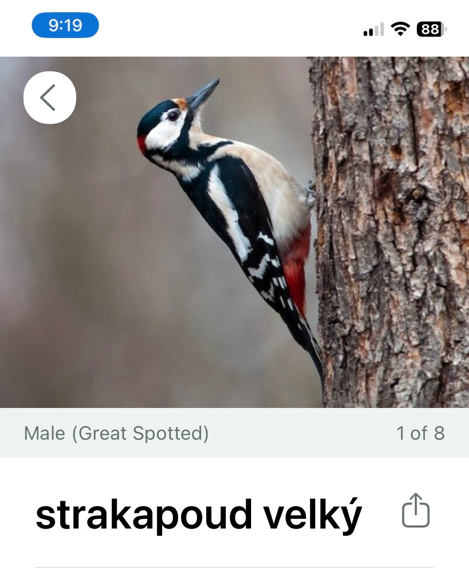 Ptačí koncert v zahradě pod taktovkou bezplatné aplikace Merlin