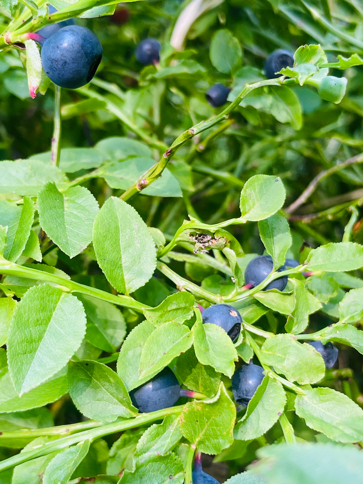 Nenápadná kráska, která dokáže obarvit celý srpen namodro