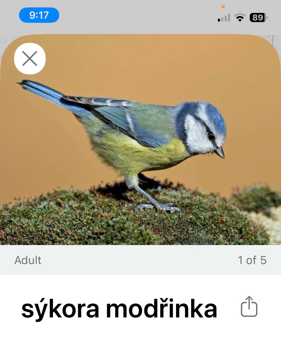 Ptačí koncert v zahradě pod taktovkou bezplatné aplikace Merlin