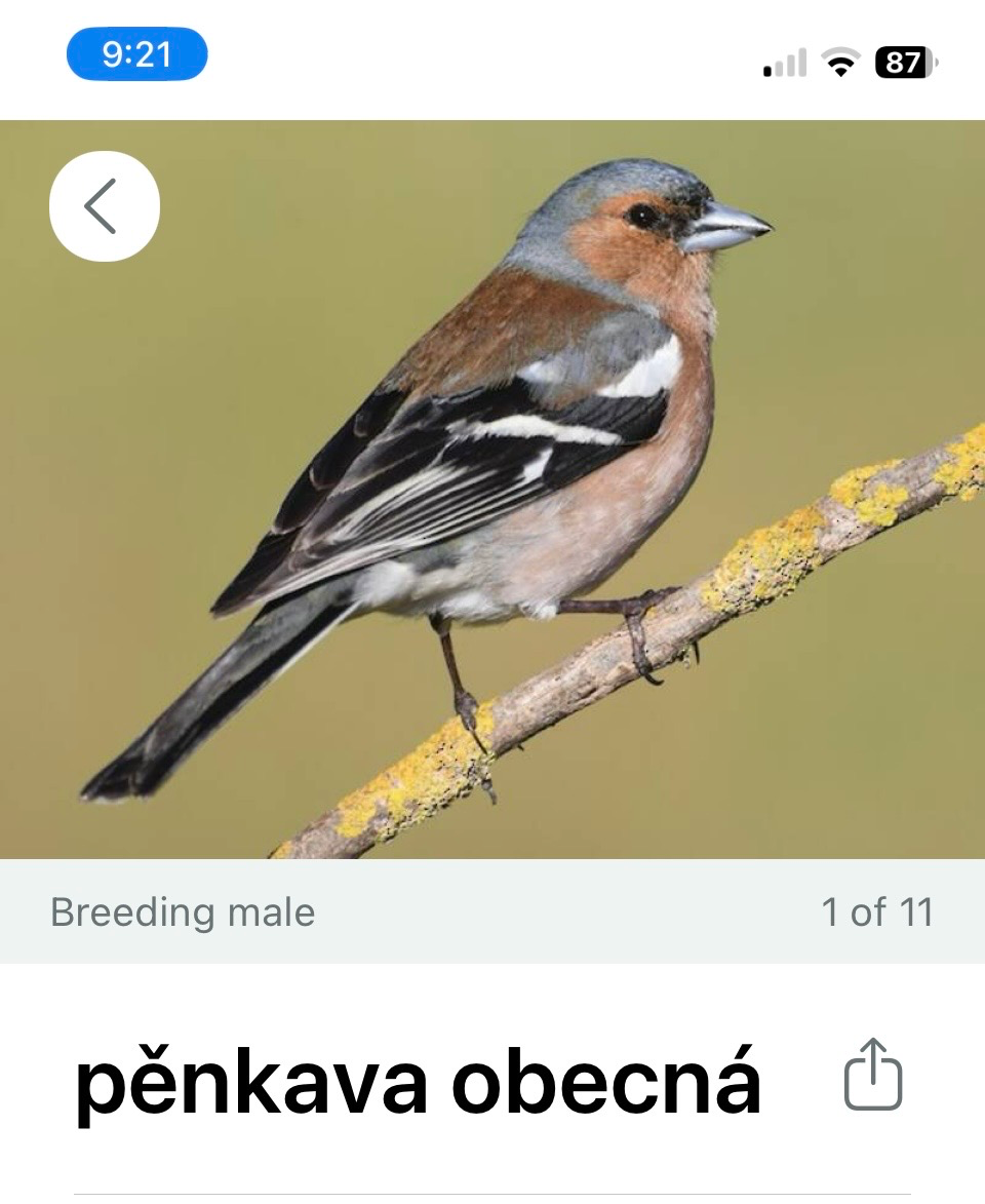 Ptačí koncert v zahradě pod taktovkou bezplatné aplikace Merlin