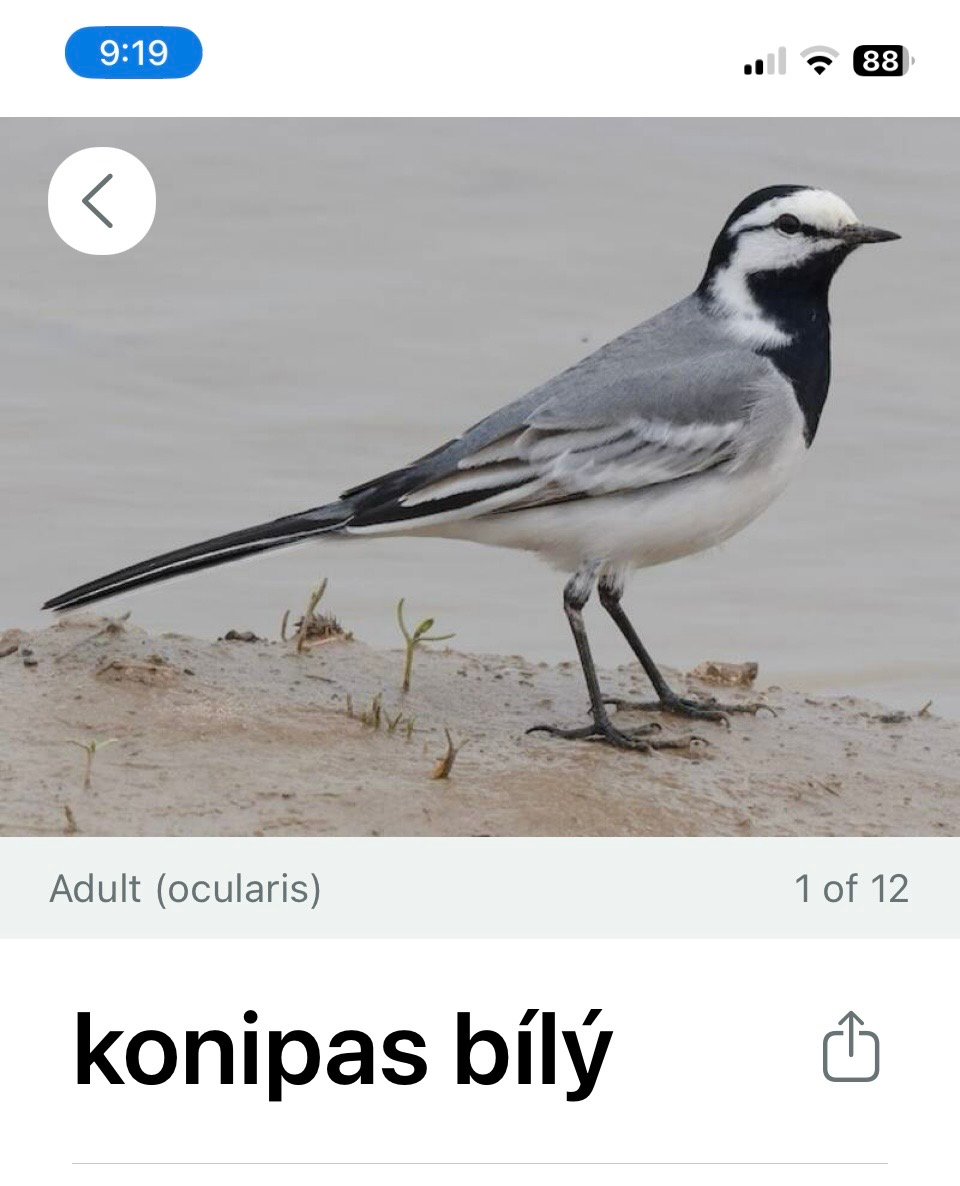 Ptačí koncert v zahradě pod taktovkou bezplatné aplikace Merlin