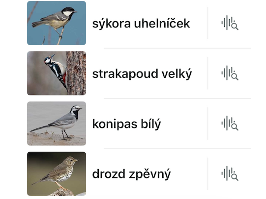 Ptačí koncert v zahradě pod taktovkou bezplatné aplikace Merlin