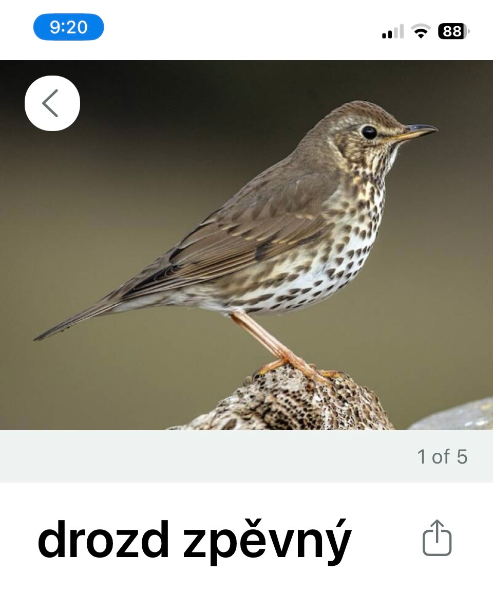 Ptačí koncert v zahradě pod taktovkou bezplatné aplikace Merlin